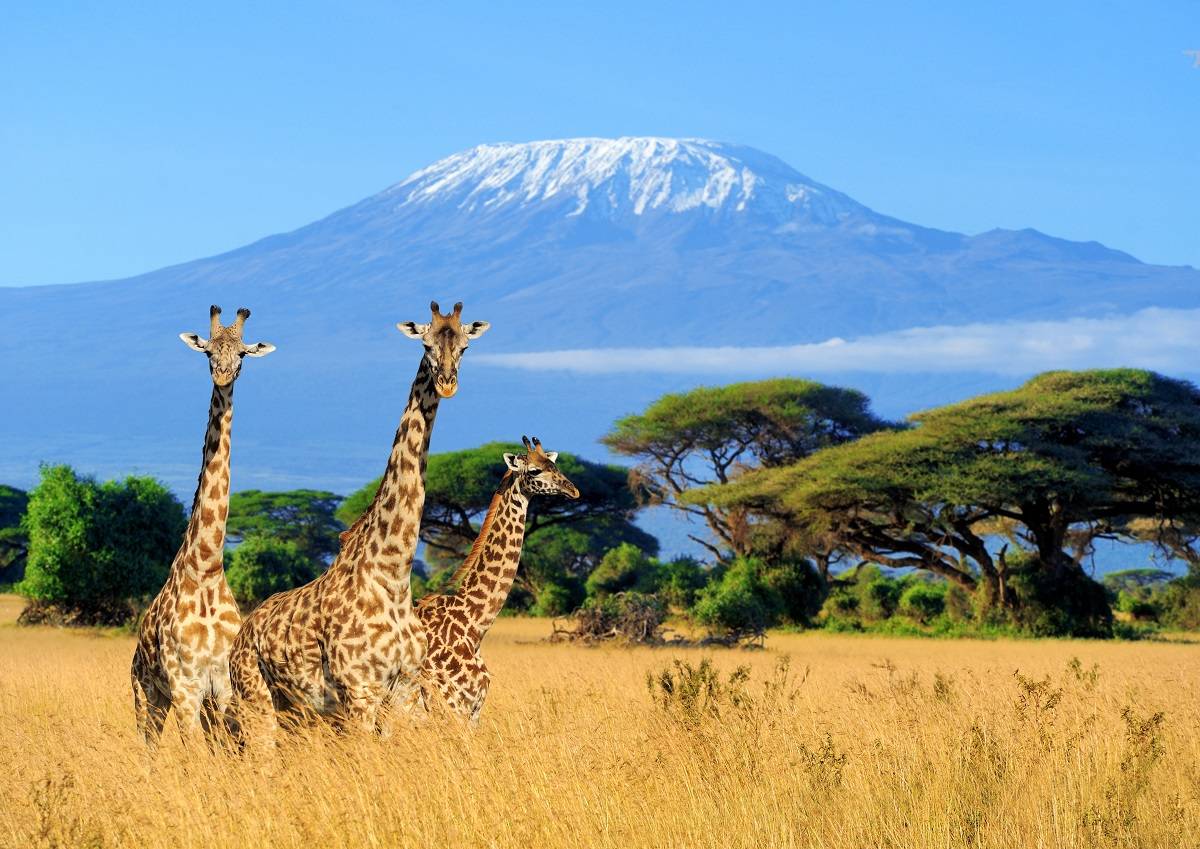 Three,Giraffe,On,Kilimanjaro,Mount,Background,In,National,Park,Of