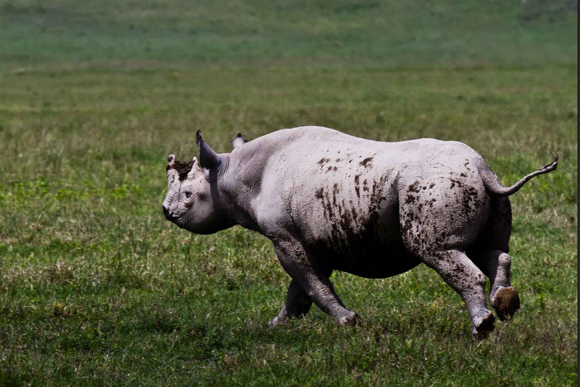 ngorngoro_