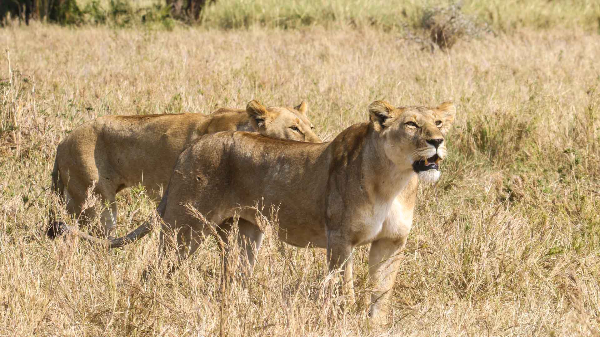 serengeti nationla park