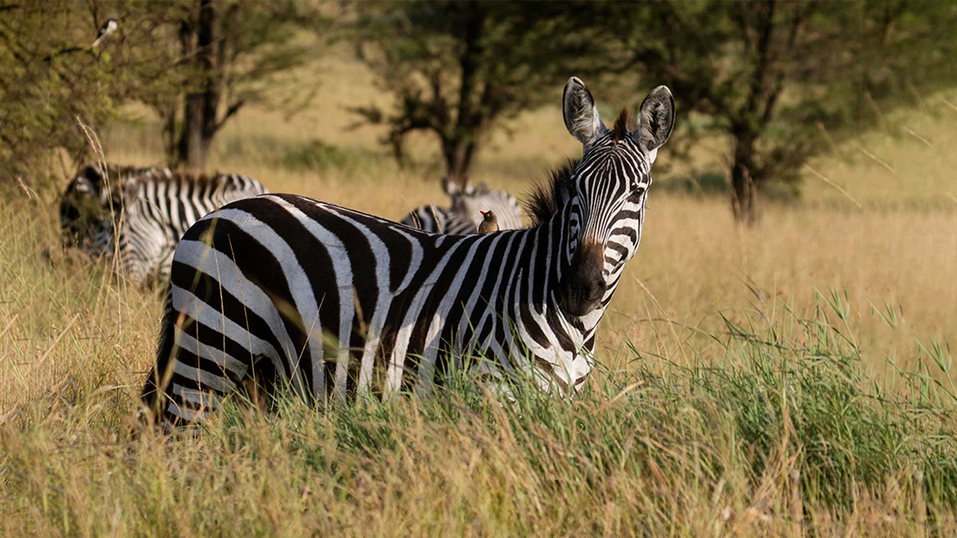 zebra-charles-tours