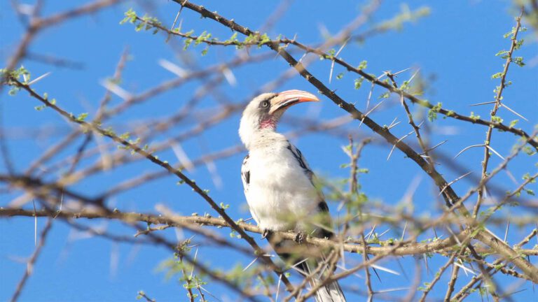 Von der Decken's Hornbill perched against a blue sky, Tanzania