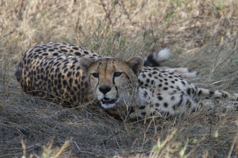 Day 9: Northern Serengeti: full migration day
