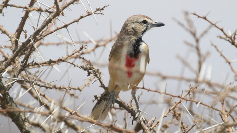 Rosy-patched Bushshrike, seen on the 18-day Tanzania birding tour