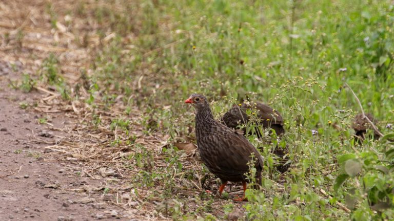 Scaly Francolin on a forest track in Arusha National Park
