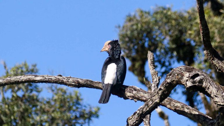 Silvery-cheeked Hornbill perched in an acacia