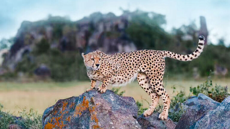 Cheetah standing on a rocky kopje in the Serengeti