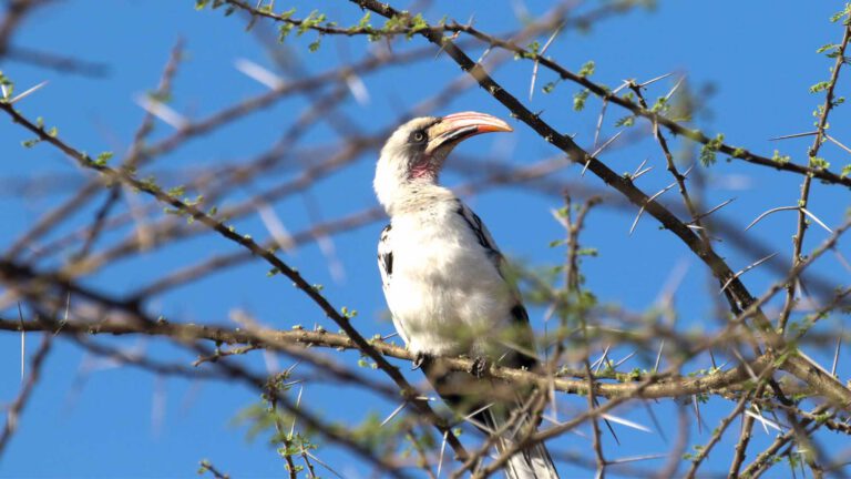 Von der Decken’s Hornbill in acacia country