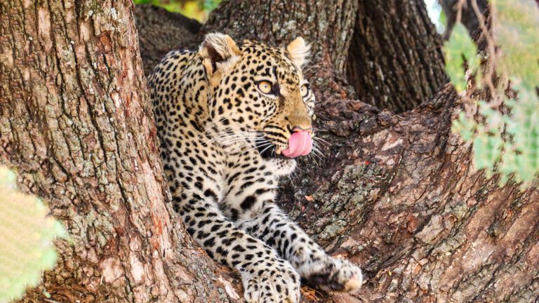 Leopard resting in a tree in the Serengeti