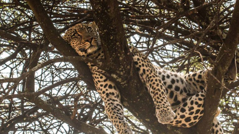 Leopard lying on an acacia branch