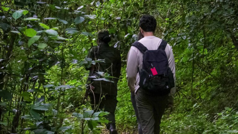 Birders walking a forest trail in the Usambara Mountains
