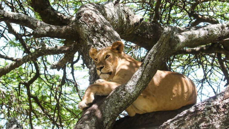 Tree-climbing lioness in Lake Manyara National Park