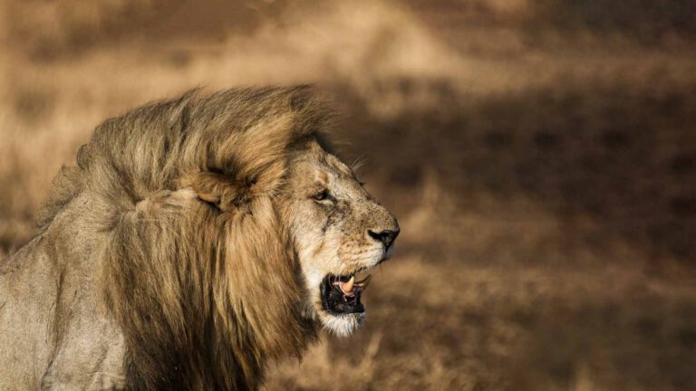 Male lion in the Serengeti