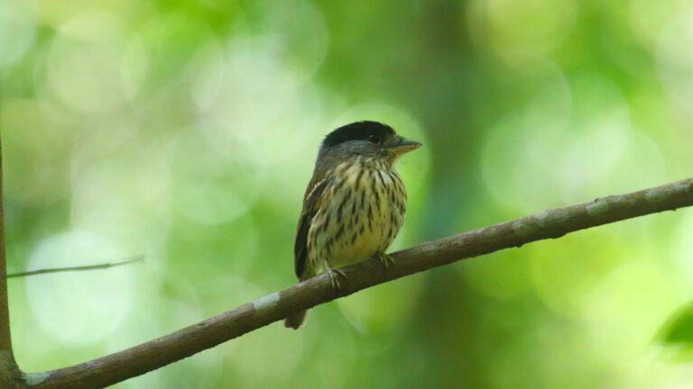 Streaky-breasted bird perched on a branch, Udzungwa Mountains
