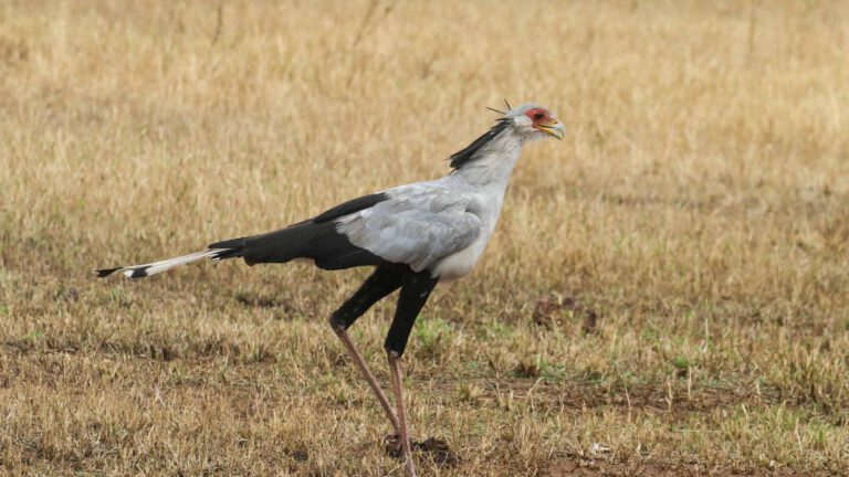 Secretarybird walking through golden grassland in Tanzania