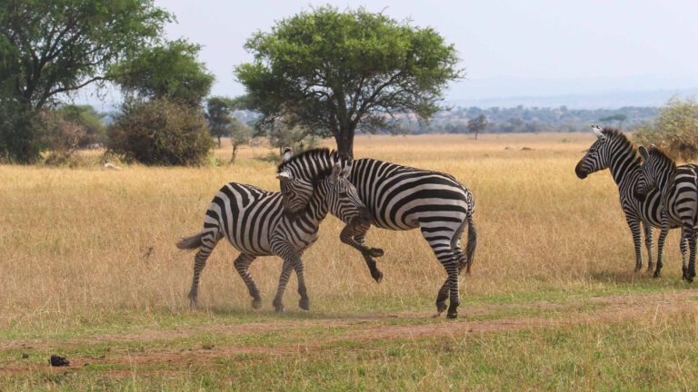 Zebras on the plains of northern Tanzania