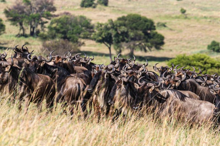 Wildebeest herds of the Great Migration, Serengeti