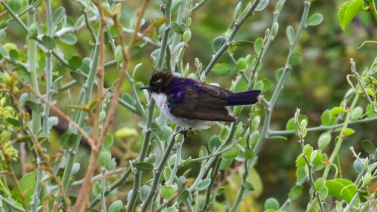Day 18+19: Birding around Udekwa