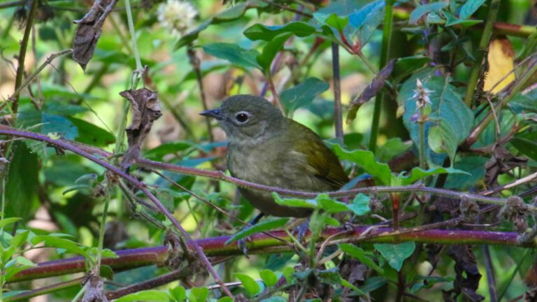Day 16: Birding and drive to Mikumi