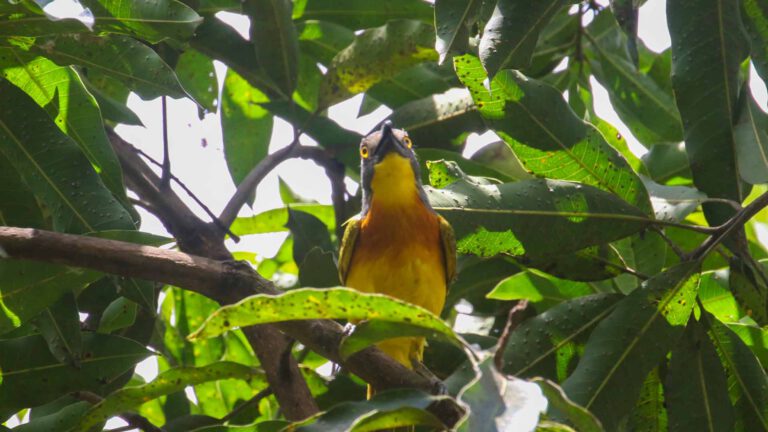 Yellow forest bird perched among leaves, Tanzania