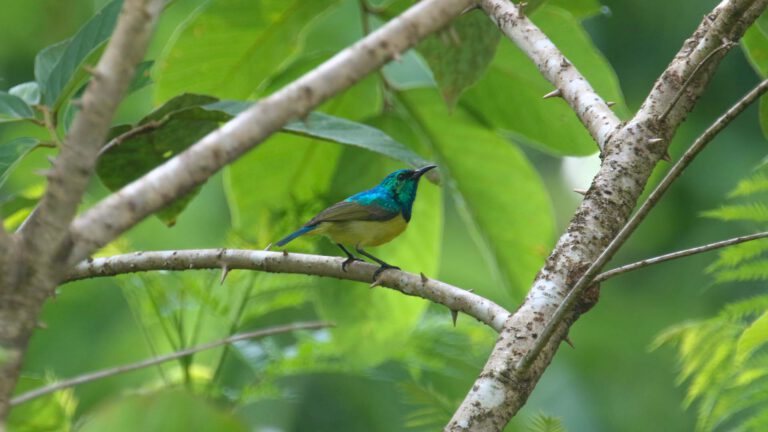 Sunbird perched in the forest canopy, Udzungwa Mountains