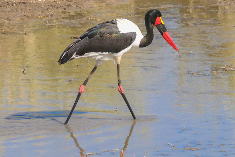Saddle-billed Stork wading in shallow water, Tanzania