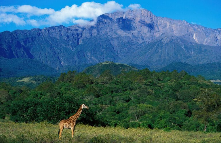 Giraffe below Mount Meru in Arusha National Park
