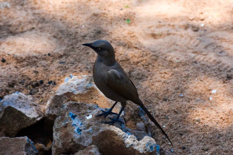 Ashy Starling, a Tanzanian endemic