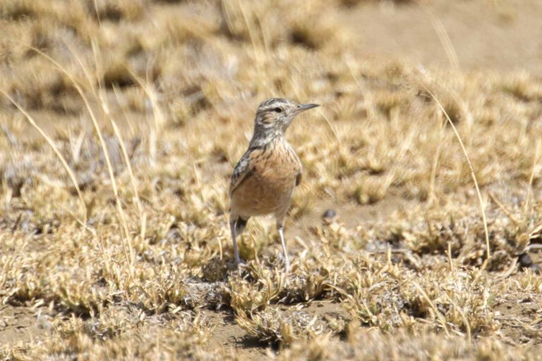 Beesley’s Lark on the Lark Plains near Arusha