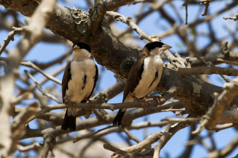Black-capped Social Weavers on a branch