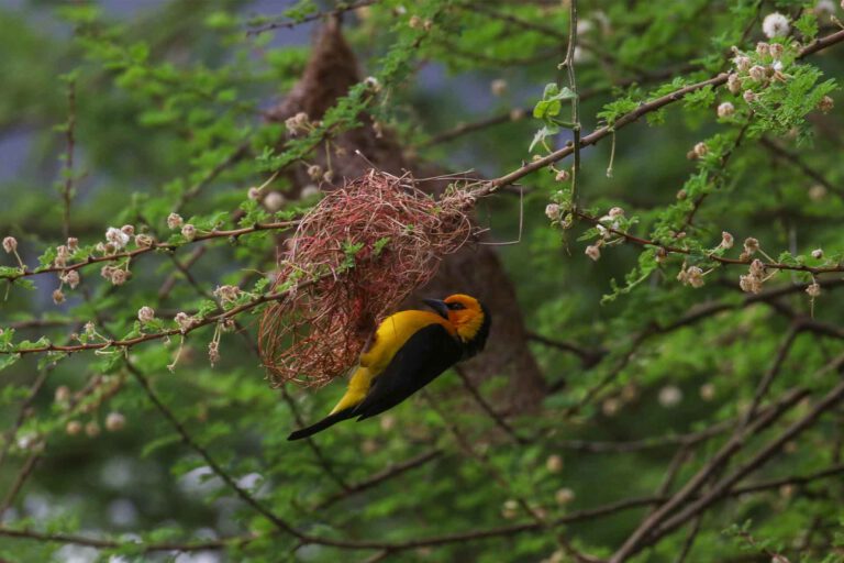 Day 11: South Pare Mountains – White-Eye Quest