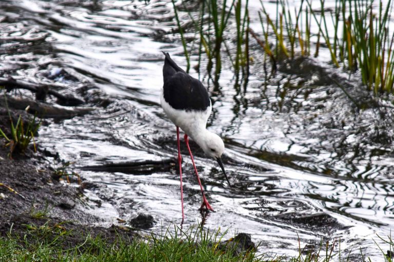 Black-winged Stilt wading in shallow water