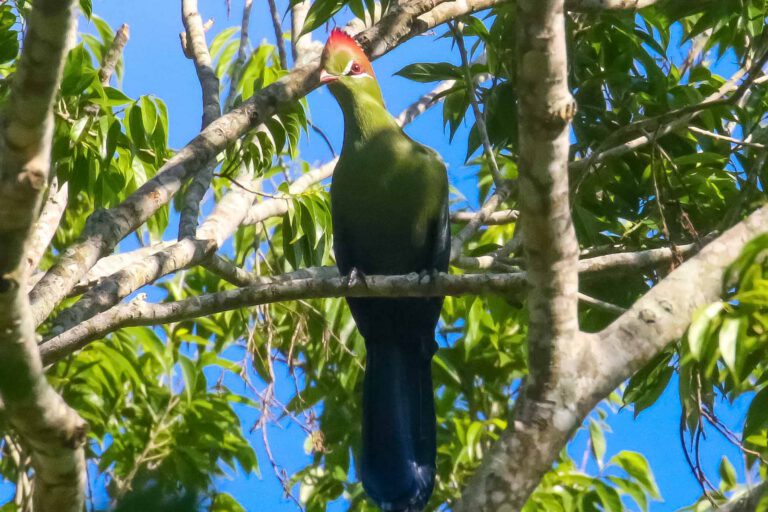 Fischer’s Turaco in a forest tree