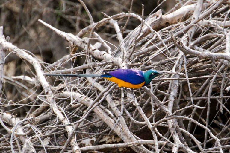 Golden-breasted Starling on a branch, Tanzania