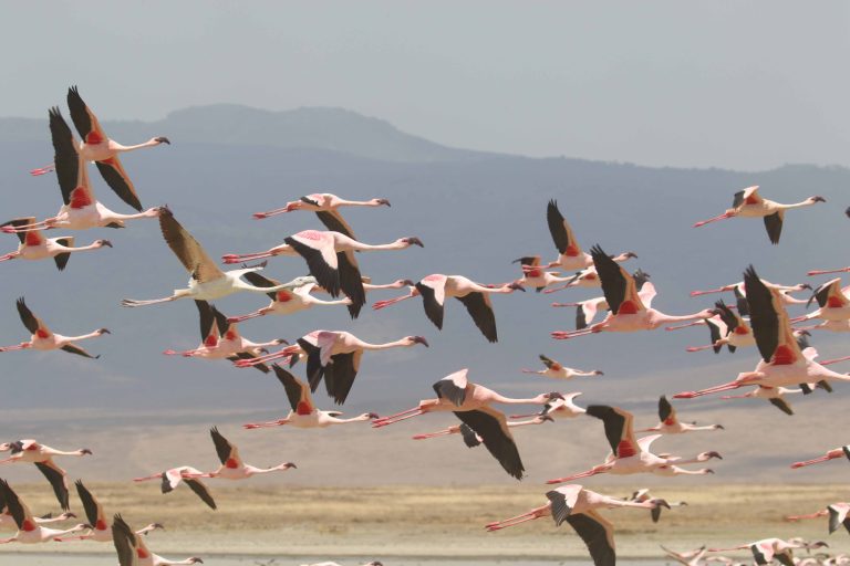 Flamingos in flight over a Rift Valley soda lake