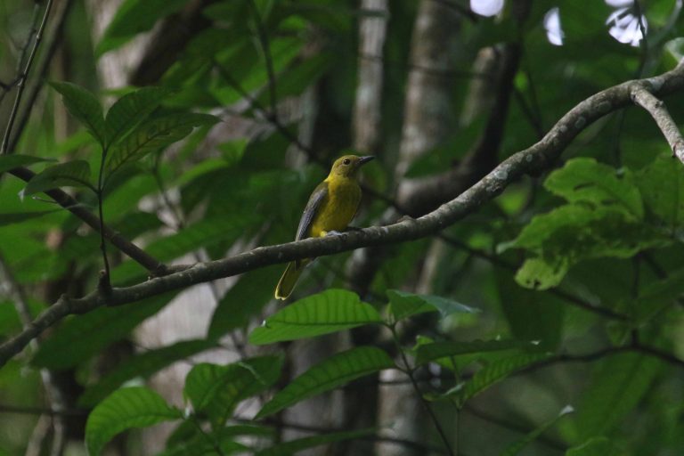 Day 17: Amani and Zigi lowland forest, back to Same