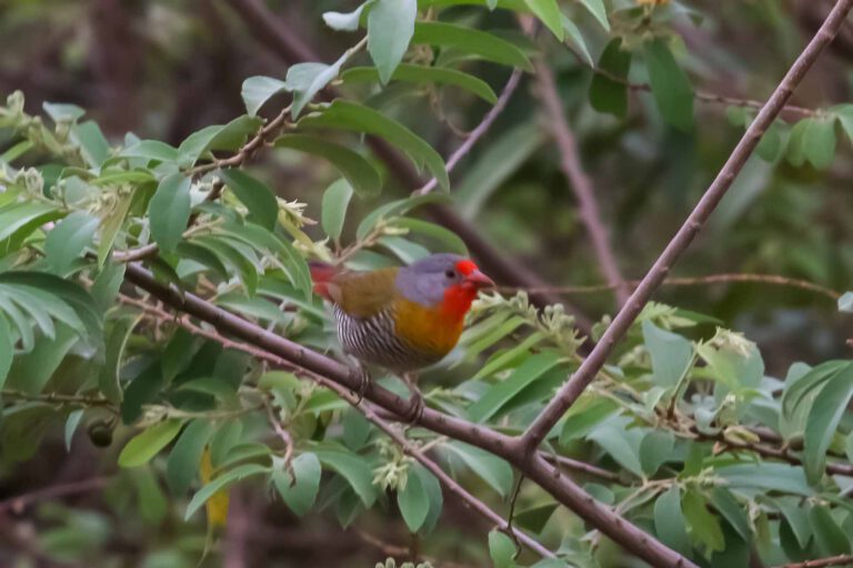 Green-winged Pytilia perched on a branch in Tanzania