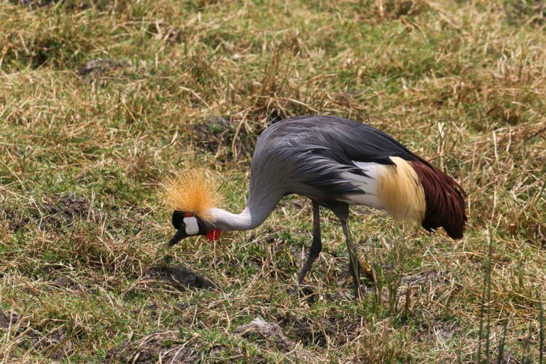 Grey Crowned Crane, Tanzania