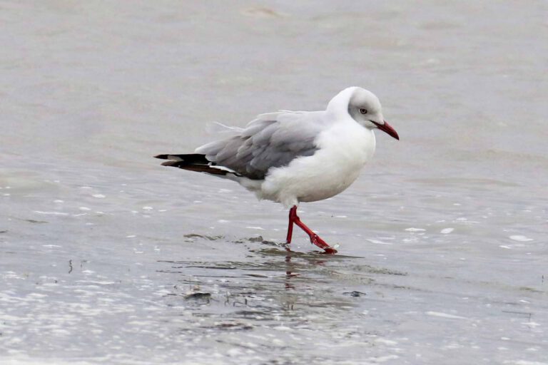 Grey-headed Gull on a Rift Valley lake, Tanzania