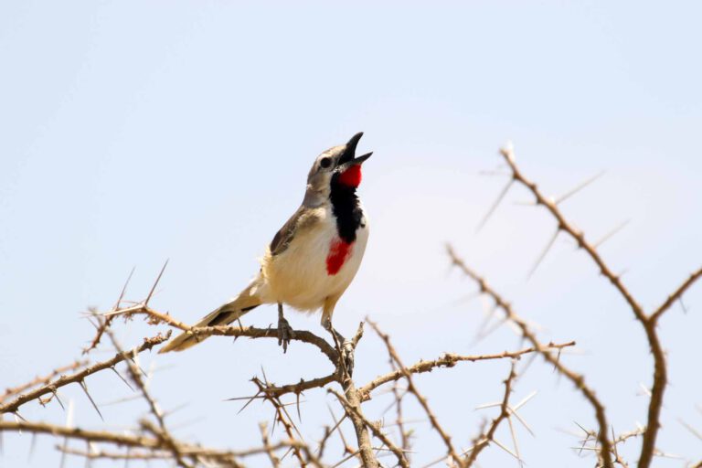 Bird singing on an acacia branch, northern Tanzania