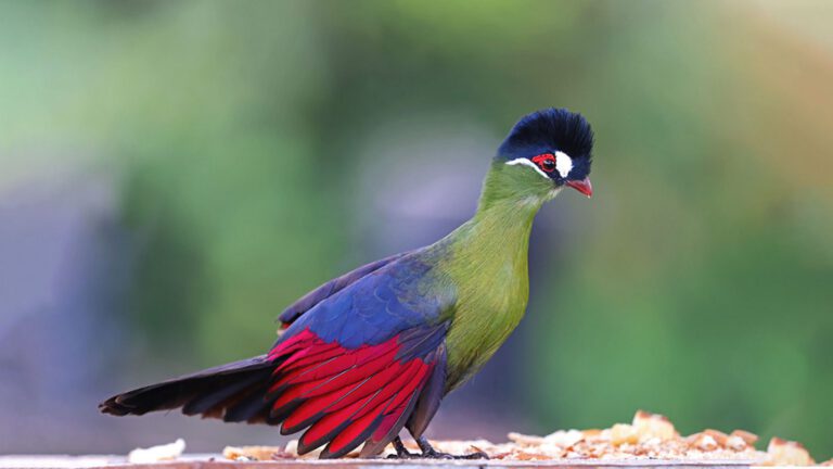 Hartlaub’s Turaco in Arusha National Park