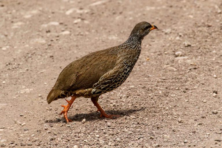 Hildebrandt’s Francolin, Tanzania