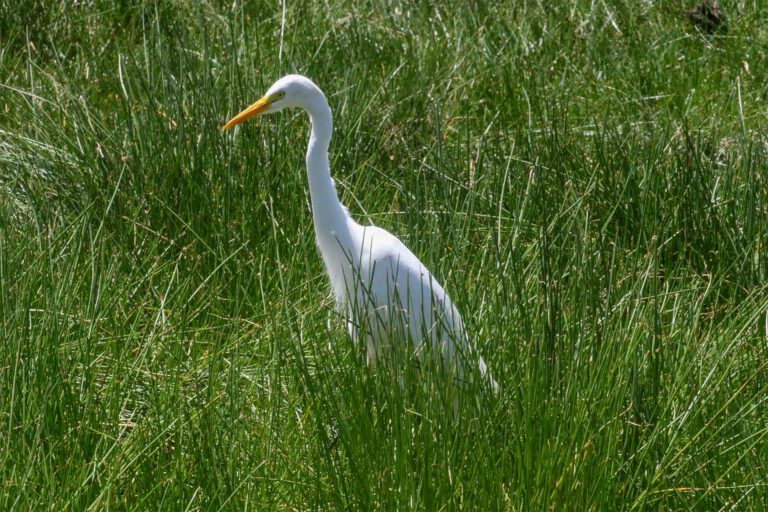 Intermediate Egret in tall grass