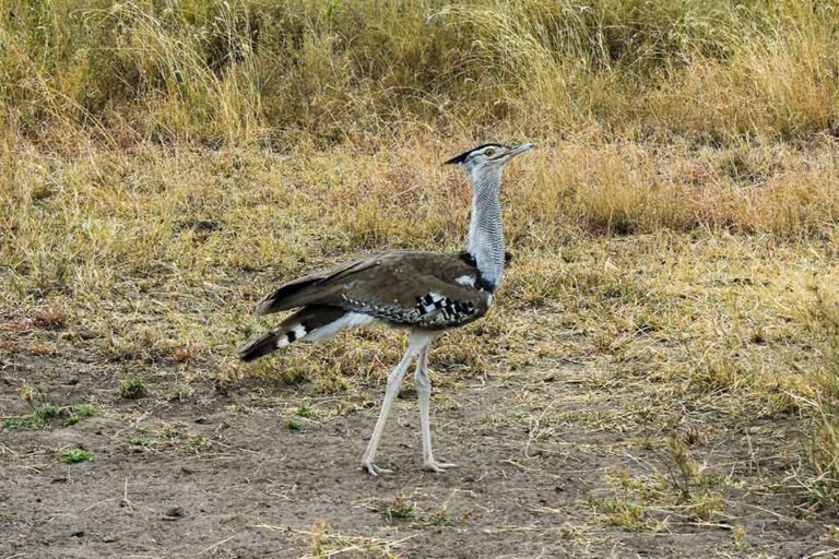 Kori Bustard walking through short grass