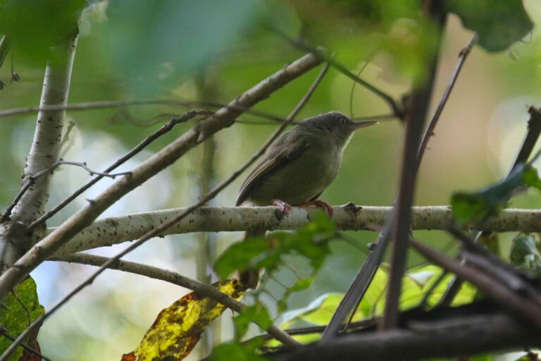 Kretschmer’s Longbill, an Eastern Arc endemic