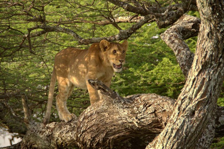 Day 1: Arusha to Lake Manyara