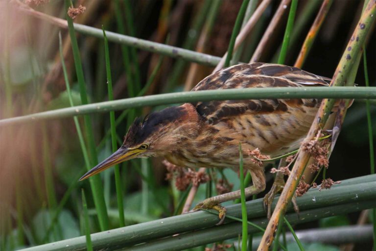 Little Bittern (Ixobrychus minutus) in reeds, Tanzania