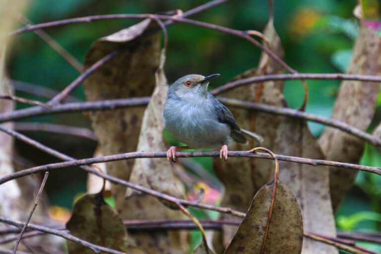 Days 15-16: Amani Nature Reserve – Rainforest Rarities
