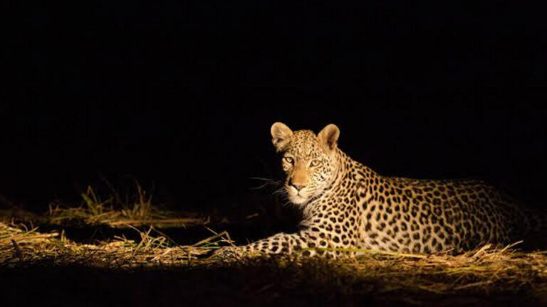 Spotlit night game drive on safari in Tanzania