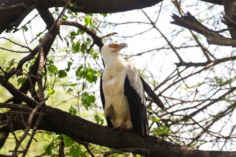 Palm-nut Vulture, Tanzania