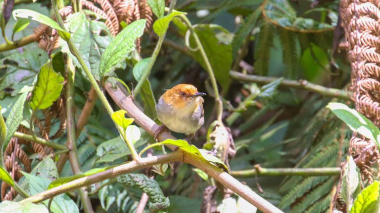 Red-capped Forest Warbler in forest undergrowth, Tanzania